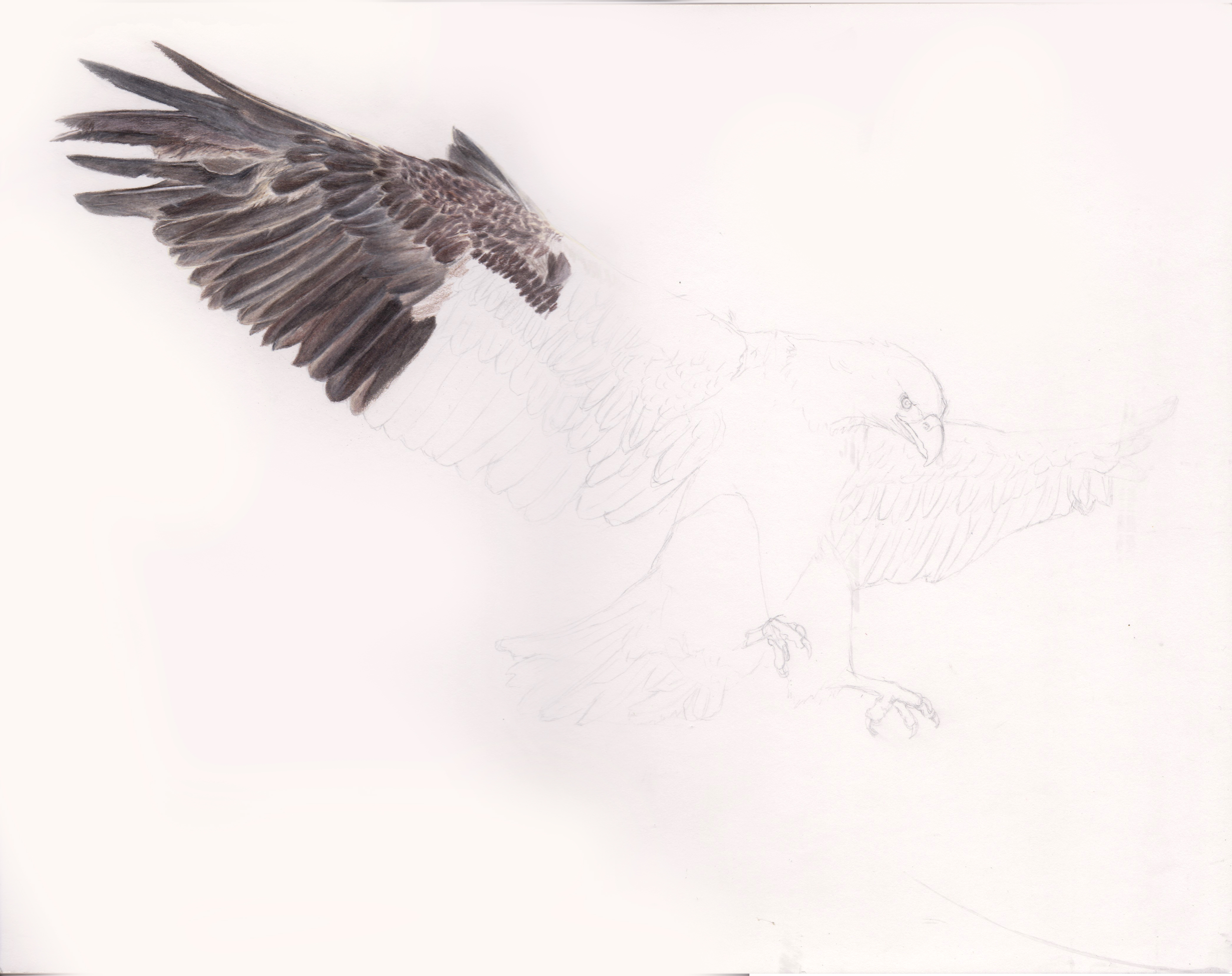 4184x3315 Bald Eagle Drawing - Eagle Drawing Images