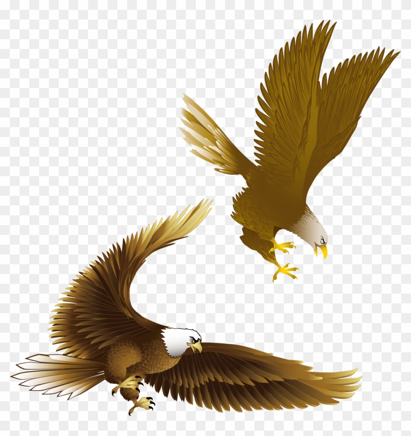 840x891 Bald Eagle Drawing Clip Art - Eagle Drawing Images