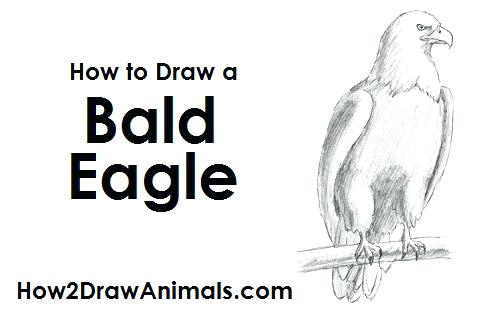 500x315 Eagle Outline Drawing At Free For Personal Use Drawn Bald Tattoo - Eagle Drawing Outline