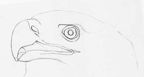 475x255 how to draw a bald eagle pencil sessions - Eagle Drawing Outline