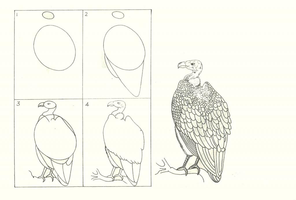 1024x694 Step - Eagle Drawing Outline