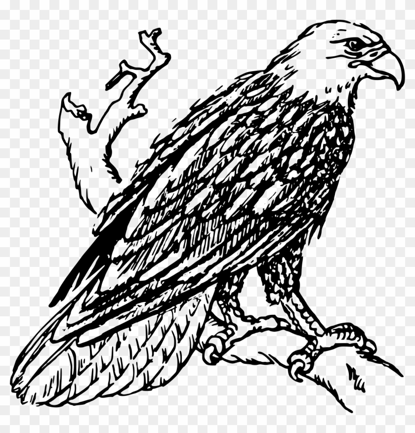 Eagle Drawing Outline at PaintingValley.com | Explore collection of