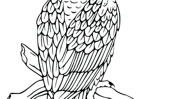 570x320 Bald Eagle Coloring Sheet - Eagle Drawing Outline