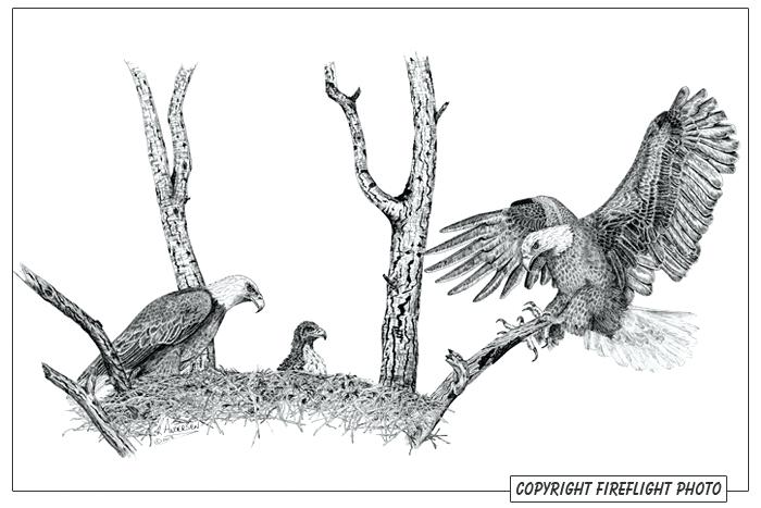 700x467 bald eagle outline bald eagle nest pen and ink drawing american - Eagle Drawing Outline
