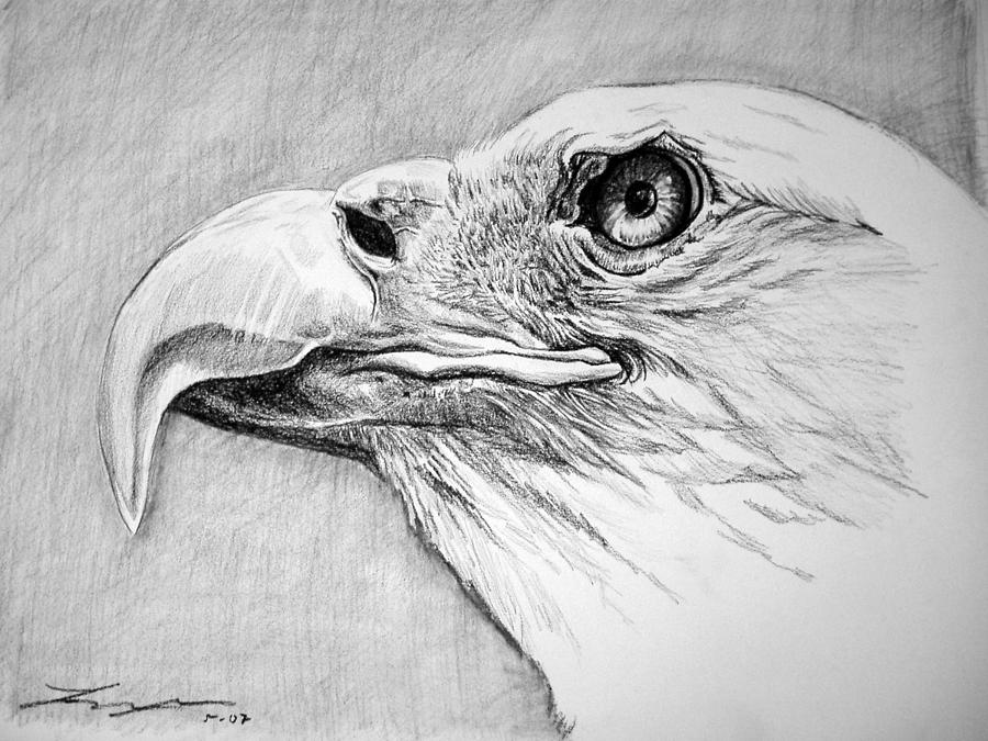 900x675 Eagle Eye Drawing - Eagle Eye Drawing