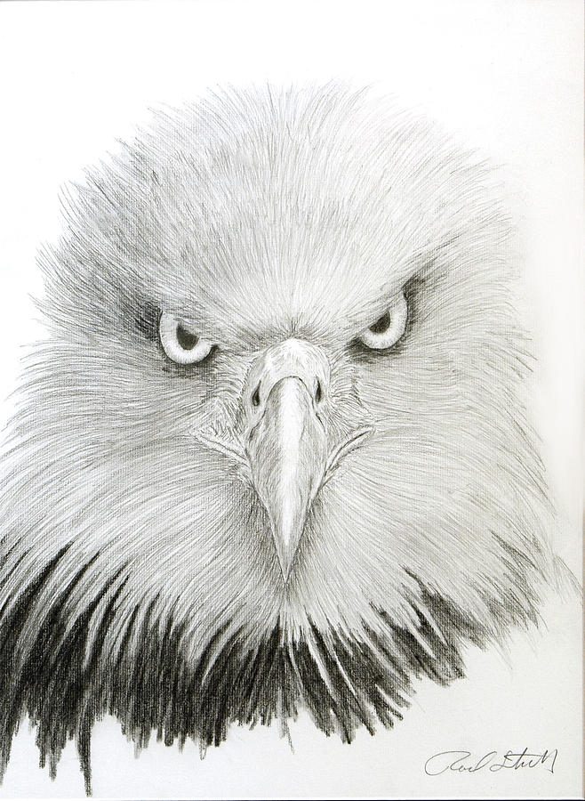 658x900 Eagle Eye Drawing - Eagle Eye Drawing