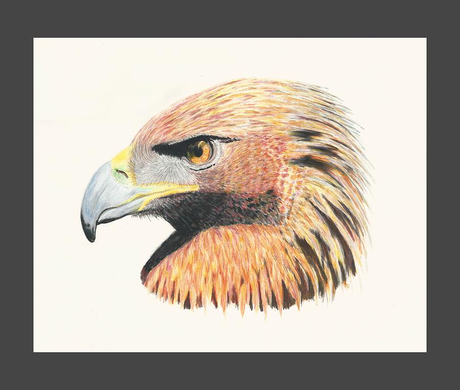 900x763 Eagle Eye Drawing - Eagle Eye Drawing