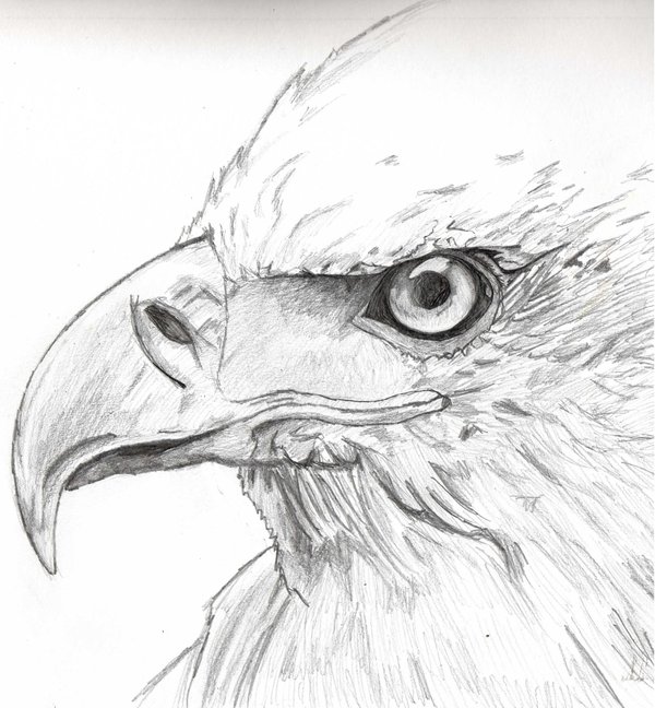 Eagle Eye Drawing. 
