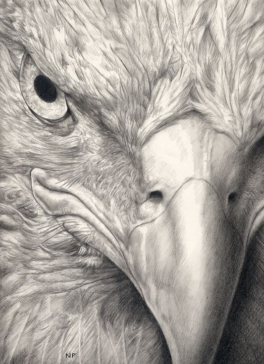 523x720 Eagle Eye Ii - Eagle Eye Drawing