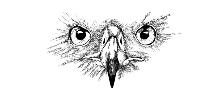 700x304 Eagle Eyes Coffee Mug - Eagle Eye Drawing