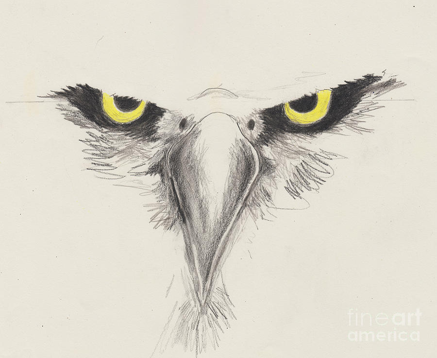 900x737 Eagle Eyes Drawing - Eagle Eye Drawing