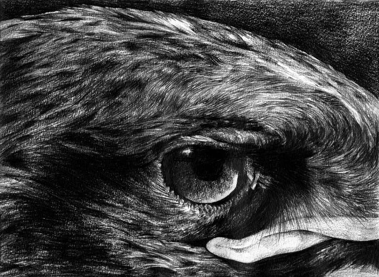 770x562 Eagle Eyes Drawing - Eagle Eye Drawing