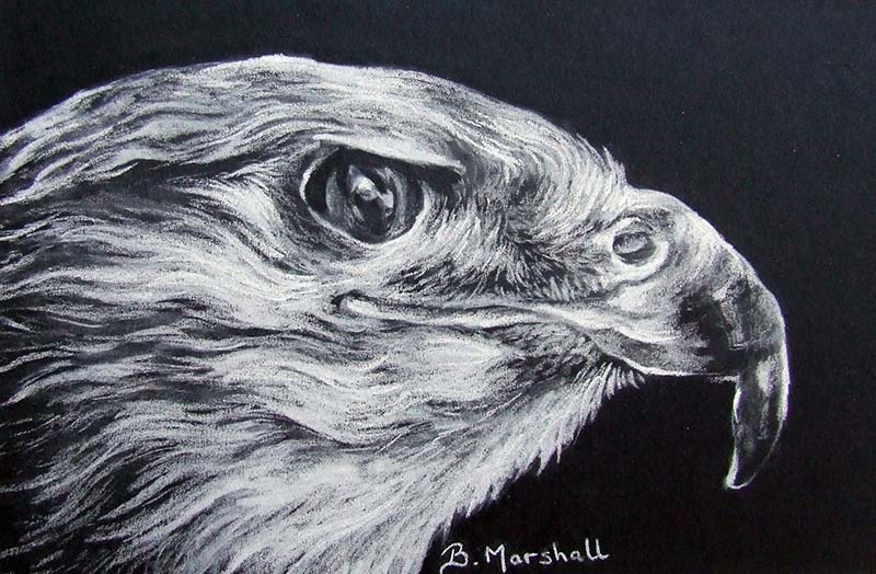 800x524 Eagle Pastel Drawing Monochrome Portrait Belinda Marshall Art - Eagle Eye Drawing