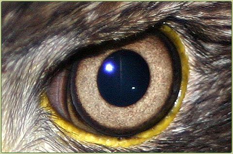 480x318 Eagle Eye Drawings Eyesight - Eagle Eye Drawing