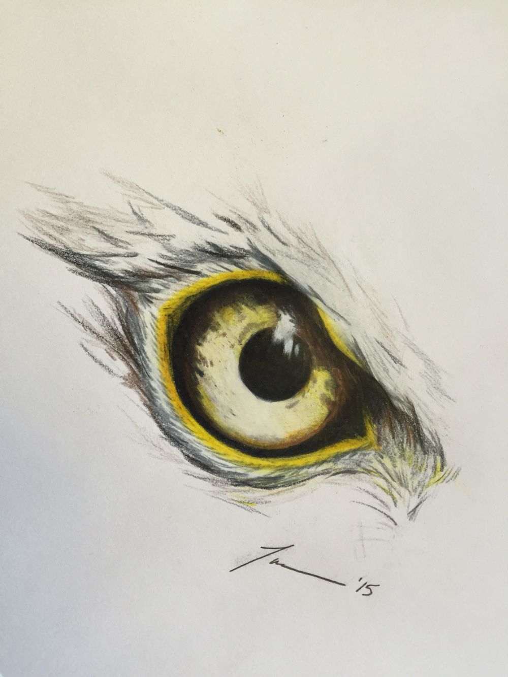 1000x1334 Eagle Eye - Eagle Eye Drawing