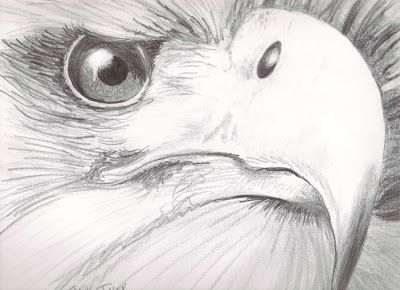 400x290 eye reflection drawing eagle eye vision - Eagle Eye Drawing