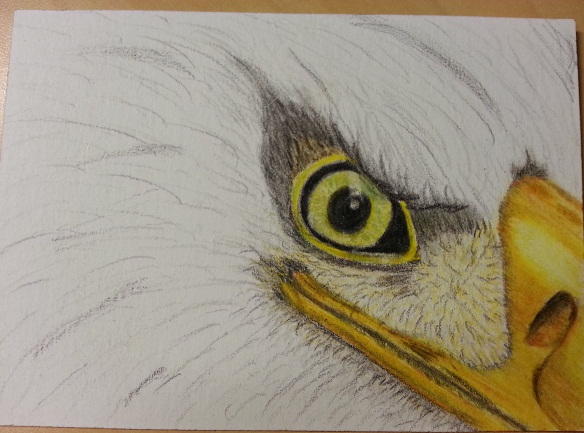 584x433 Eagle Eye - Eagle Eye Drawing