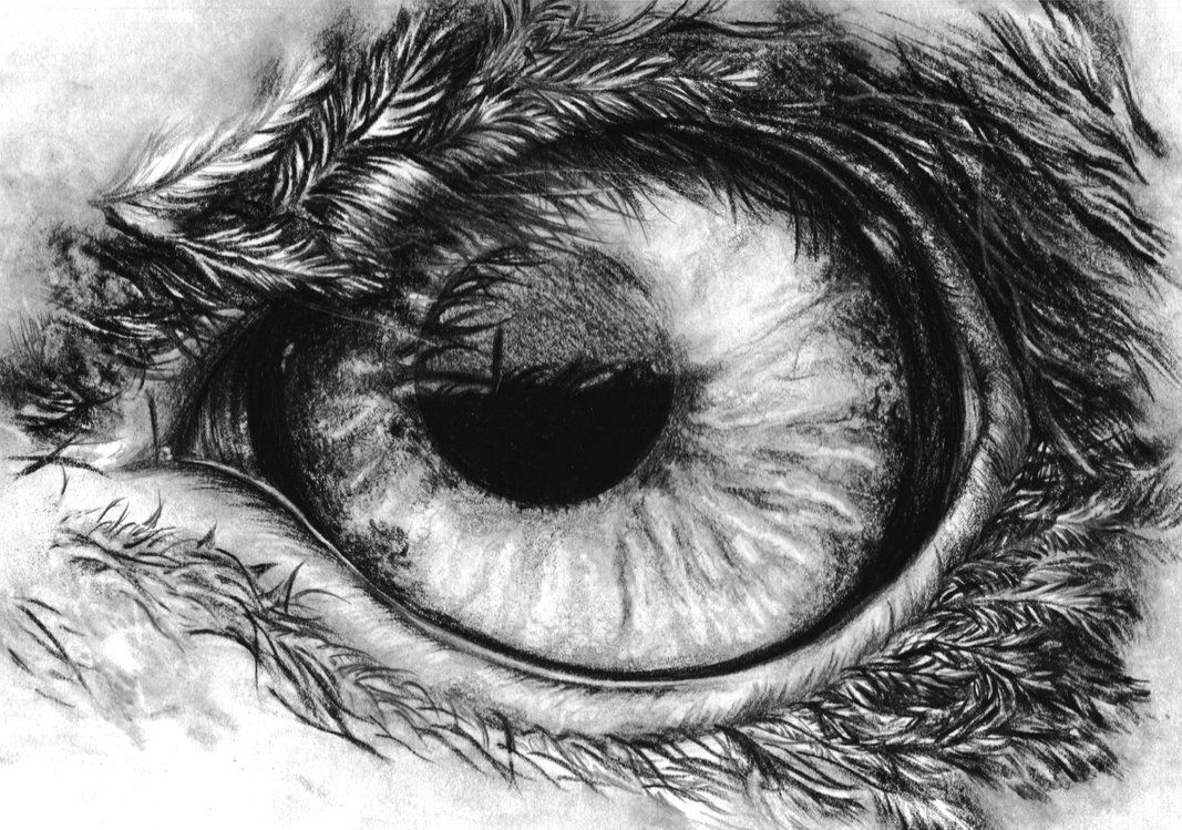 1067x749 How To Draw Eagles Eagle's Eye In Pencil - Eagle Eye Drawing
