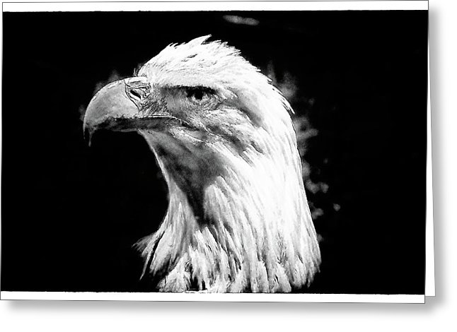 646x470 Eagle Eye Drawing Photograph - Eagle Eye Drawing
