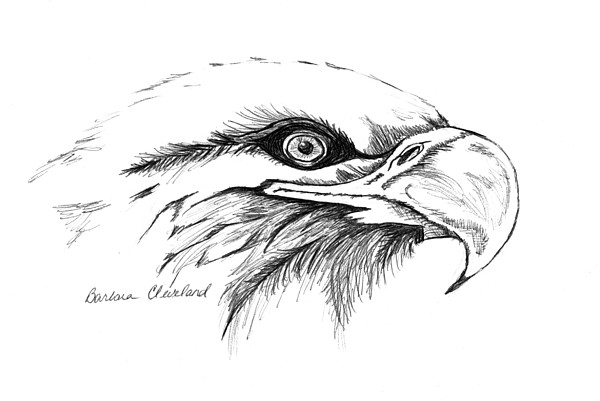 600x401 Eagle Eye Drawing - Eagle Eye Drawing