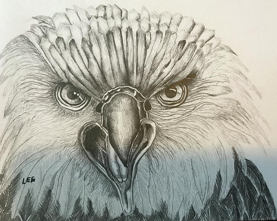 Eagle Eye Drawing at Explore collection of Eagle