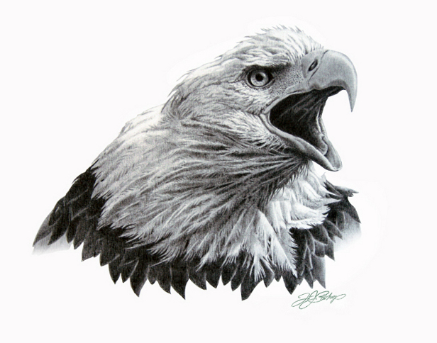 616x484 Eagle Face Line Drawing - Eagle Face Drawing