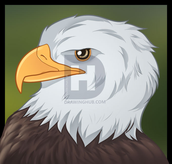 695x665 How To Draw An Eagle Head, Step - Eagle Face Drawing