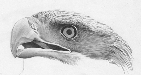 475x255 How To Draw A Bald Eagle Pencil Sessions - Eagle Face Drawing