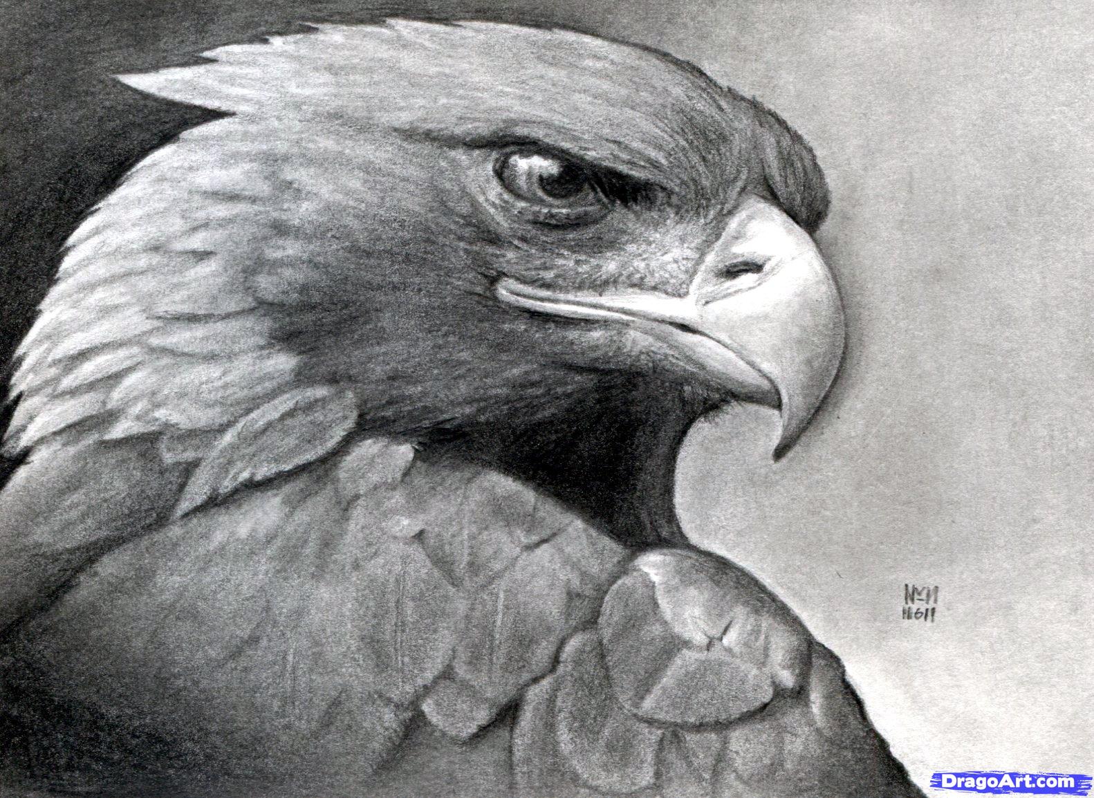 1582x1154 How To Draw A Realistic Eagle, Golden Eagle, Step - Eagle Face Drawing