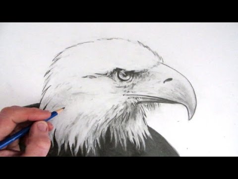 480x360 How To Draw An Eagle's Head Narrated Step - Eagle Face Drawing