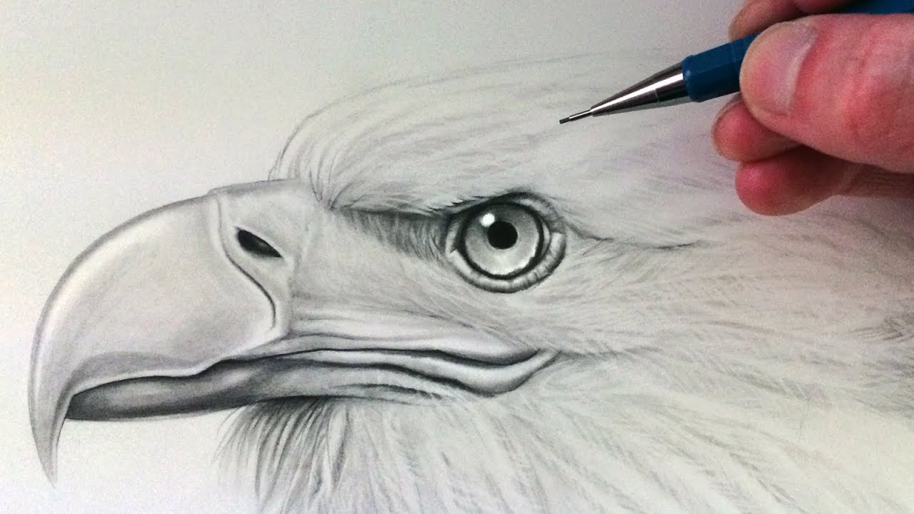 1280x720 How To Draw An Eagle Head - Eagle Face Drawing