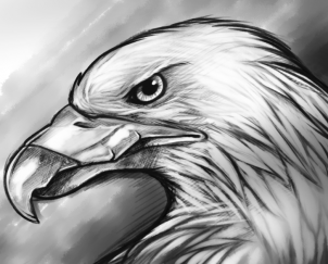 302x243 How To Sketch An Eagle, Step - Eagle Face Drawing