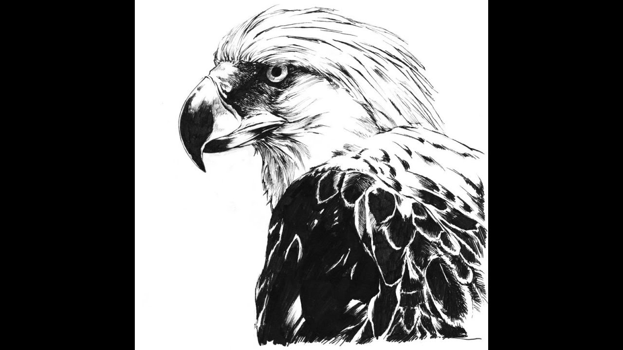 1280x720 How To Draw Philippine Eagle Face Head Drawing Step - Eagle Face Drawing