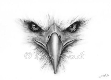 474x341 Pencil Drawings Eagle Faces - Eagle Face Drawing
