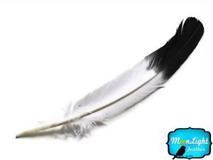 300x225 Turkey Feathers, Black Tip Tom Turkey Rounds Imitation Eagle - Eagle Feather Drawing