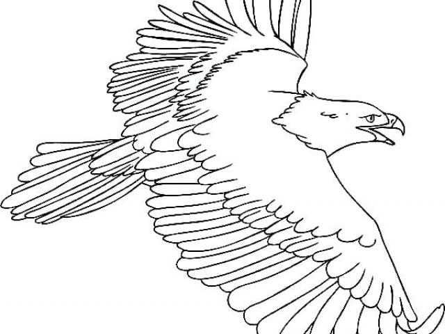 Eagle Feather Line Drawing at PaintingValley.com | Explore collection