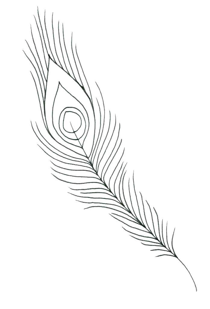 697x1024 Eagle Feather Coloring Page - Eagle Feather Line Drawing