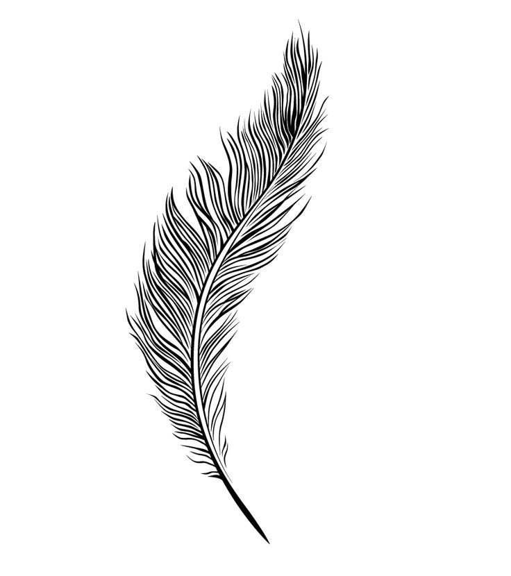 736x830 Quill Drawing Eagle Feather For Free Download - Eagle Feather Line Drawing