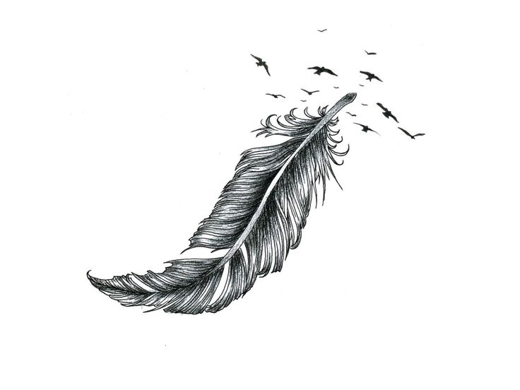 Eagle Feather Line Drawing at PaintingValley.com | Explore collection