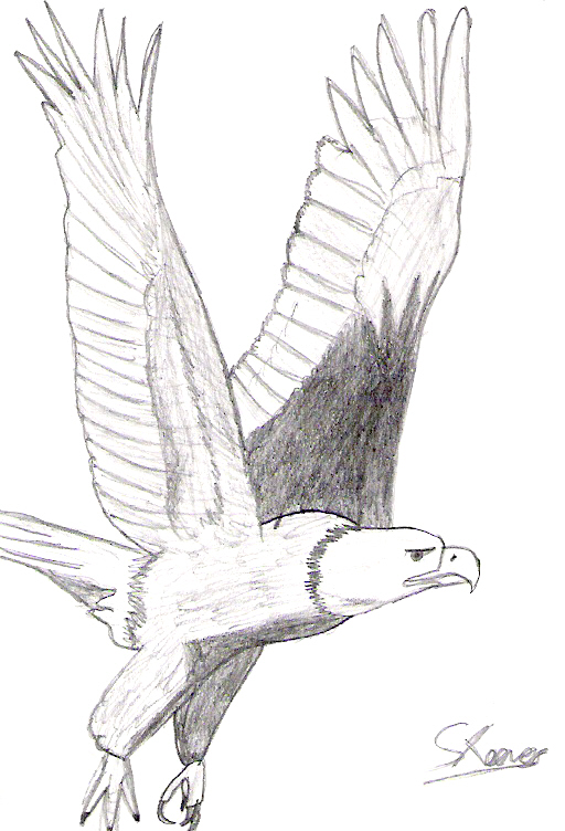 512x752 Bald Eagle Flying Drawing - Eagle Flying Drawing