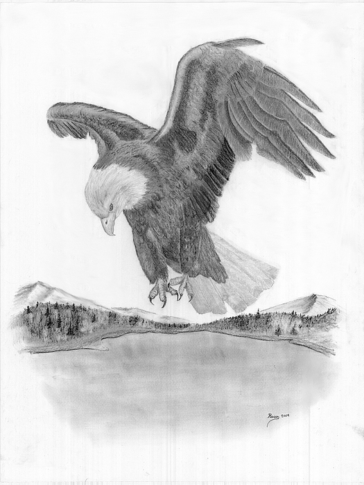 525x700 Bald Eagle In Flight Drawing - Eagle Flying Drawing