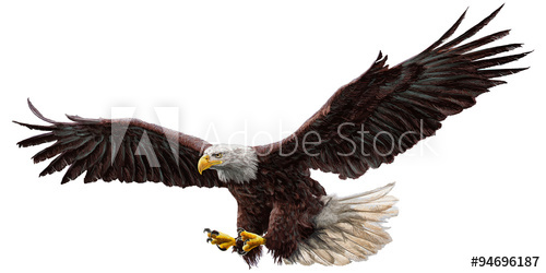 500x250 Bald Eagle Flying Draw And Paint On White Background Vector - Eagle Flying Drawing
