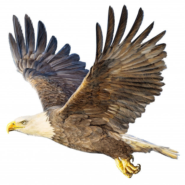 626x626 Bald Eagle Flying Hand Draw And Paint On White Vector Premium - Eagle Flying Drawing