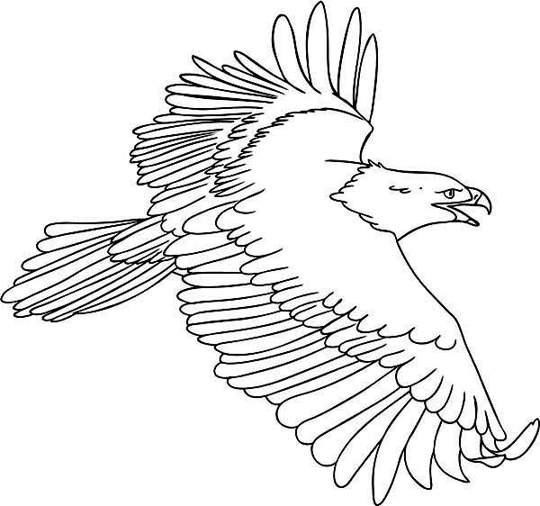 600x562 Drawing Flying Eagle Coloring - Eagle Flying Drawing