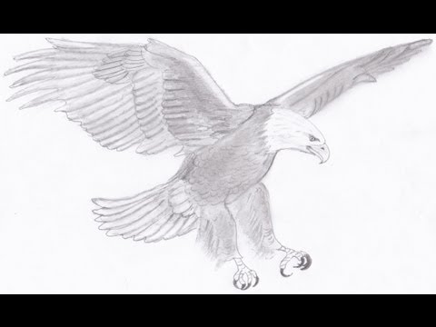 480x360 Drawing A Bald Eagle - Eagle Flying Drawing