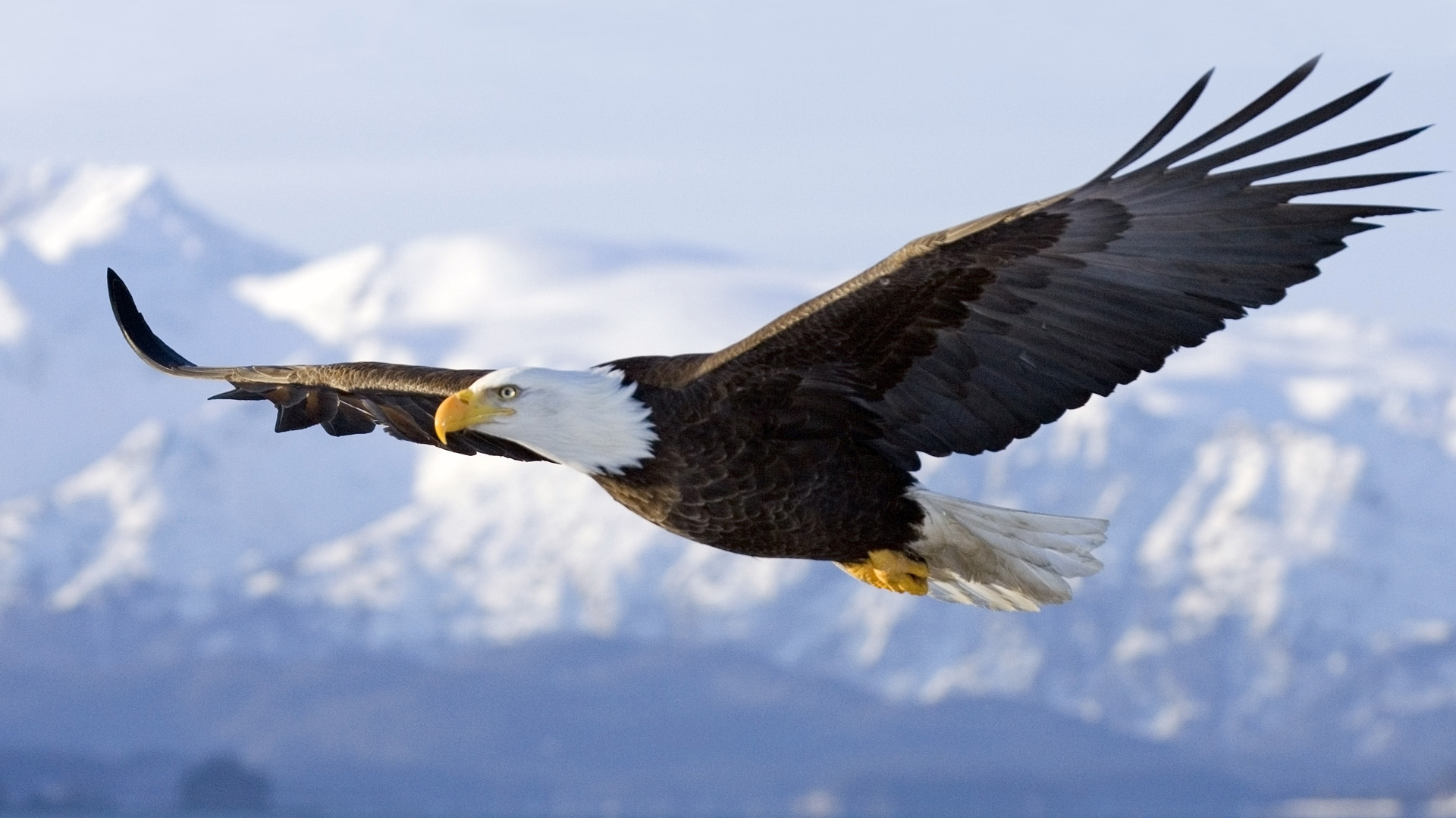 1920x1080 Eagle Flying Drawing Hd Wallpaper, Background Images - Eagle Flying Drawing