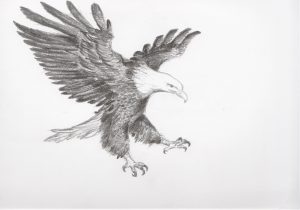 300x210 eagle pencil sketch eagle drawings in pencil eagle pencil sketch - Eagle Flying Drawing