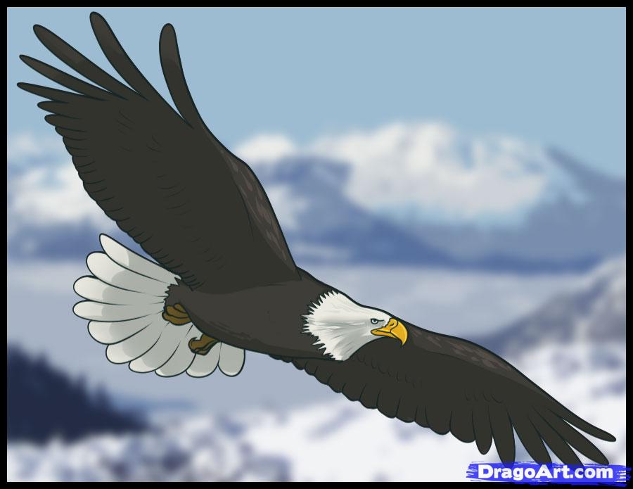 900x695 How To Draw An Eagle, Step - Eagle Flying Drawing