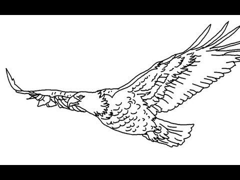 480x360 How To Draw A Flying Eagle - Eagle Flying Drawing