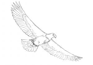 300x210 Huge Collection Of 'flying Eagle Pencil Drawing' Download More - Eagle Flying Drawing
